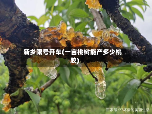 新乡限号开车(一亩桃树能产多少桃胶)-第3张图片